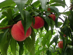 桃 収穫作業